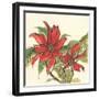 Poinsettia II-Chris Paschke-Framed Art Print