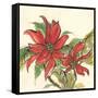 Poinsettia II-Chris Paschke-Framed Stretched Canvas