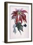 Poinsettia with Attendant Butterfly-null-Framed Art Print