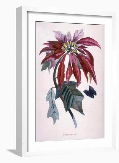 Poinsettia with Attendant Butterfly-null-Framed Art Print