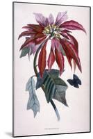 Poinsettia with Attendant Butterfly-null-Mounted Art Print