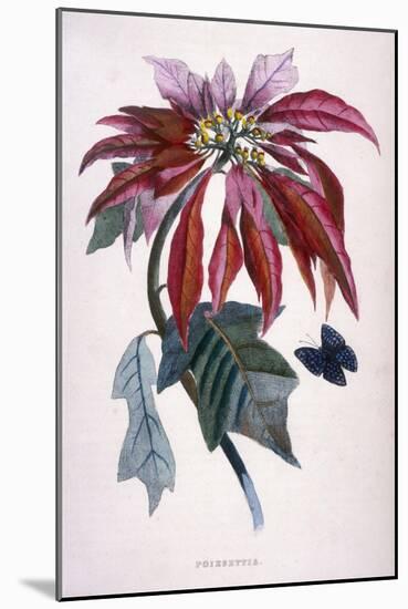Poinsettia with Attendant Butterfly-null-Mounted Art Print