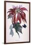 Poinsettia with Attendant Butterfly-null-Framed Art Print