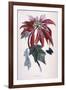 Poinsettia with Attendant Butterfly-null-Framed Premium Giclee Print