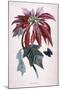 Poinsettia with Attendant Butterfly-null-Mounted Premium Giclee Print