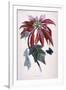 Poinsettia with Attendant Butterfly-null-Framed Art Print