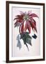 Poinsettia with Attendant Butterfly-null-Framed Art Print