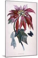 Poinsettia with Attendant Butterfly-null-Mounted Art Print