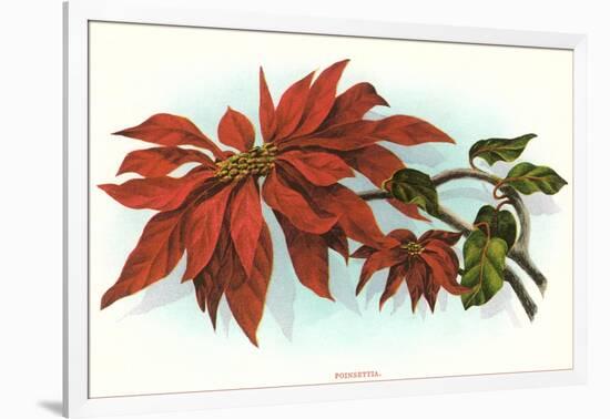 Poinsettia-null-Framed Art Print