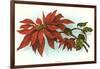 Poinsettia-null-Framed Art Print