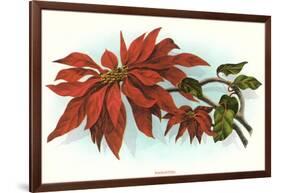 Poinsettia-null-Framed Art Print