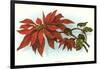 Poinsettia-null-Framed Art Print