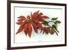 Poinsettia-null-Framed Art Print