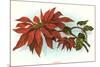 Poinsettia-null-Mounted Art Print