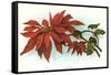 Poinsettia-null-Framed Stretched Canvas