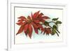 Poinsettia-null-Framed Premium Giclee Print