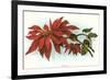 Poinsettia-null-Framed Premium Giclee Print