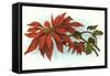 Poinsettia-null-Framed Stretched Canvas