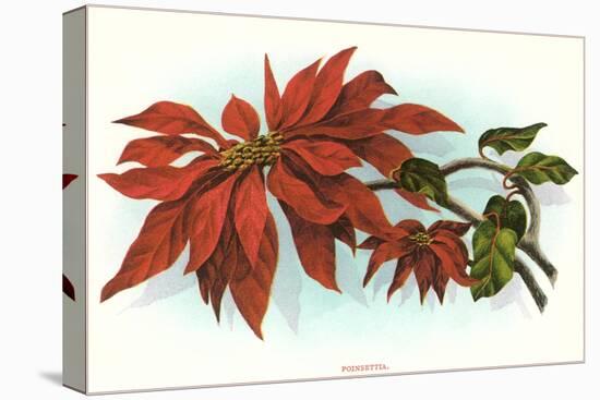 Poinsettia-null-Stretched Canvas