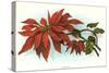 Poinsettia-null-Stretched Canvas