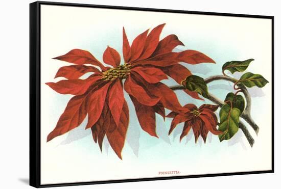 Poinsettia-null-Framed Stretched Canvas