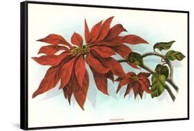 Poinsettia-null-Framed Stretched Canvas