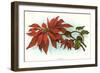 Poinsettia-null-Framed Art Print