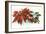 Poinsettia-null-Framed Art Print