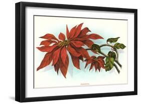 Poinsettia-null-Framed Art Print