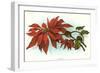 Poinsettia-null-Framed Art Print