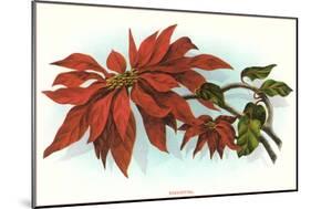 Poinsettia-null-Mounted Art Print