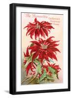 Poinsettias, California Christmas Flower-null-Framed Art Print