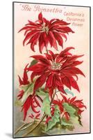 Poinsettias, California Christmas Flower-null-Mounted Art Print