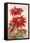 Poinsettias, California Christmas Flower-null-Framed Stretched Canvas