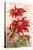 Poinsettias, California Christmas Flower-null-Stretched Canvas