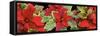 Poinsettias in close-up-Panoramic Images-Framed Stretched Canvas