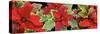 Poinsettias in close-up-Panoramic Images-Stretched Canvas