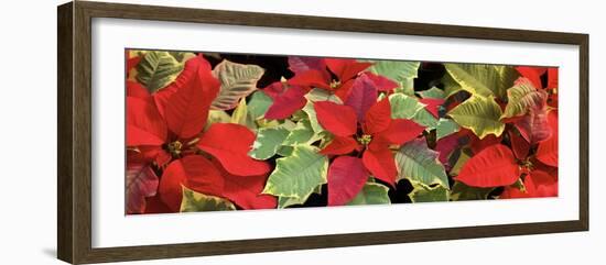 Poinsettias in close-up-Panoramic Images-Framed Photographic Print