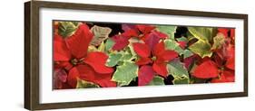 Poinsettias in close-up-Panoramic Images-Framed Photographic Print