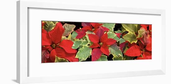 Poinsettias in close-up-Panoramic Images-Framed Photographic Print