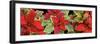 Poinsettias in close-up-Panoramic Images-Framed Photographic Print