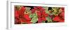 Poinsettias in close-up-Panoramic Images-Framed Photographic Print