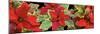 Poinsettias in close-up-Panoramic Images-Mounted Photographic Print