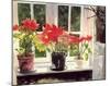 Poinsettias-Richard Akerman-Mounted Art Print