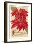 Poinsettias-null-Framed Art Print