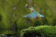 Common Kingfisher {Alcedo Atthis} Coming Up Out of Water with Fish, Lorraine, France-Poinsignon and Hackel-Stretched Canvas