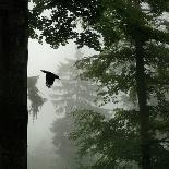 Sillhouette of Black Woodpecker {Dryocopus Martius} Flying from Nest, Vosges Mountains, Lorraine-Poinsignon and Hackel-Framed Stretched Canvas