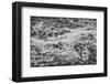 Point Lobos, Carmel, California.-John Ford-Framed Photographic Print