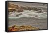 Point Lobos, Carmel, California.-John Ford-Framed Stretched Canvas