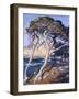 Point Lobos-Guy Rose-Framed Art Print